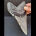 11,6 cm großer Zahn des Megalodon