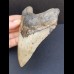 11,9 cm Zahn des Carcharocles Megalodon mit hellem Zahnschmelz