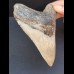 11,9 cm Zahn des Carcharocles Megalodon mit hellem Zahnschmelz