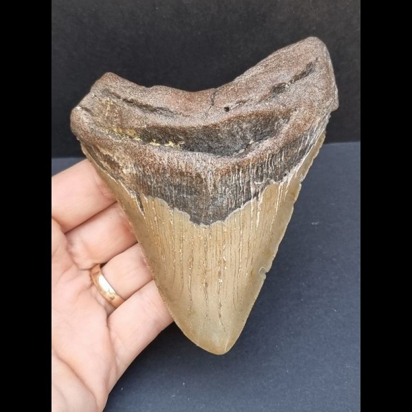 11,9 cm großer breiter Zahn des Megalodon