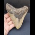 11,9 cm großer breiter Zahn des Megalodon