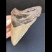 11,9 cm großer breiter Zahn des Megalodon