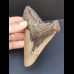 11,9 cm großer breiter Zahn des Megalodon