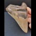 11,9 cm großer breiter Zahn des Megalodon