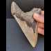 11,9 cm großer breiter Zahn des Megalodon