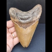 12,6 cm großer Zahn des Carcharocles Megalodon 