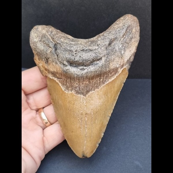 12,6 cm großer Zahn des Carcharocles Megalodon 