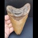 12,6 cm large tooth of the Carcharocles Megalodon 