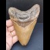 12,6 cm großer Zahn des Carcharocles Megalodon 