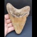 12,6 cm großer Zahn des Carcharocles Megalodon 