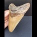 12,6 cm großer Zahn des Carcharocles Megalodon 