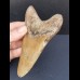 12,6 cm großer Zahn des Carcharocles Megalodon 