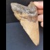 12,6 cm large tooth of the Carcharocles Megalodon 