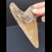 12,6 cm großer Zahn des Carcharocles Megalodon 