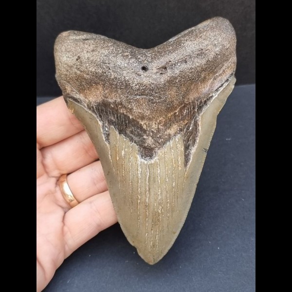 12.1 cm large gray-blue tooth of the Megalodon