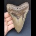 12,1 cm großer graublauer Zahn des Megalodon