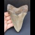 12,1 cm großer graublauer Zahn des Megalodon