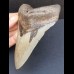 12,1 cm großer graublauer Zahn des Megalodon