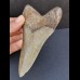 12,1 cm großer graublauer Zahn des Megalodon