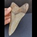 12.1 cm large gray-blue tooth of the Megalodon