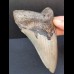 12,1 cm großer graublauer Zahn des Megalodon