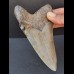 12,1 cm großer graublauer Zahn des Megalodon