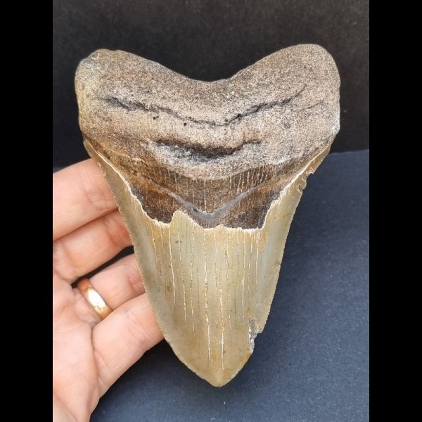 12,5 cm grauer Zahn des Megalodon