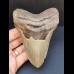 12,5 cm grauer Zahn des Megalodon