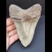 12,5 cm grauer Zahn des Megalodon