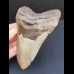 12,5 cm grauer Zahn des Megalodon