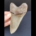 12,5 cm grauer Zahn des Megalodon