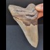 12,5 cm grauer Zahn des Megalodon