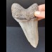 12,5 cm grauer Zahn des Megalodon