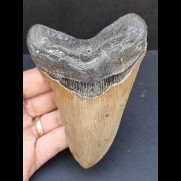 11,7 cm großer Zahn des Carcharocles Megalodon mit gut erhaltener Bourelette