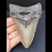 11,1 cm großer Zahn des Megalodon mit schöner Zahnung