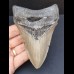 11,1 cm großer Zahn des Megalodon mit schöner Zahnung