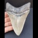 11,1 cm großer Zahn des Megalodon mit schöner Zahnung