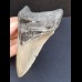 11,1 cm großer Zahn des Megalodon mit schöner Zahnung