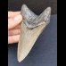 11,1 cm großer Zahn des Megalodon mit schöner Zahnung