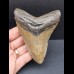 10,9 cm  großer Zahn des Carcharocles Megalodon