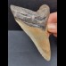 10,9 cm  großer Zahn des Carcharocles Megalodon