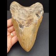 14,5 cm sehr großer Zahn des Megalodon