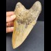 14,5 cm sehr großer Zahn des Megalodon