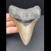 10,2 cm gray tooth of the Megalodon with well preserved bourelette