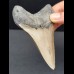 10,2 cm gray tooth of the Megalodon with well preserved bourelette