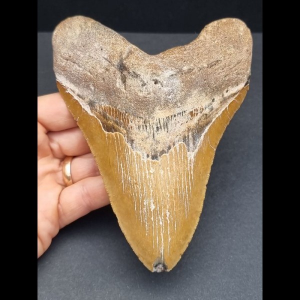13,7 cm großer rötlicher Zahn des Megalodon