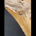 13,7 cm großer rötlicher Zahn des Megalodon