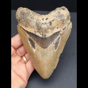 12,7 cm tooth of the Megalodon with multifaceted coloration