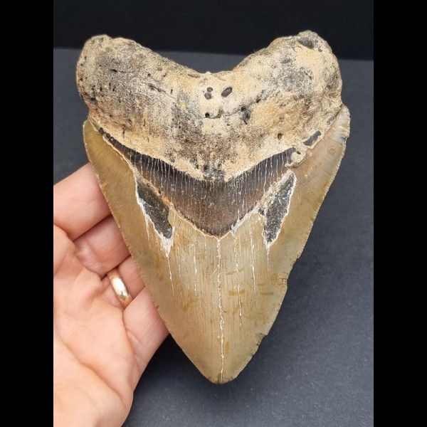 12,7 cm Zahn des Megalodon mit facettenreicher Färbung