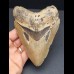 12,7 cm Zahn des Megalodon mit facettenreicher Färbung